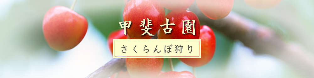 甲斐古園の「さくらんぼ狩り」