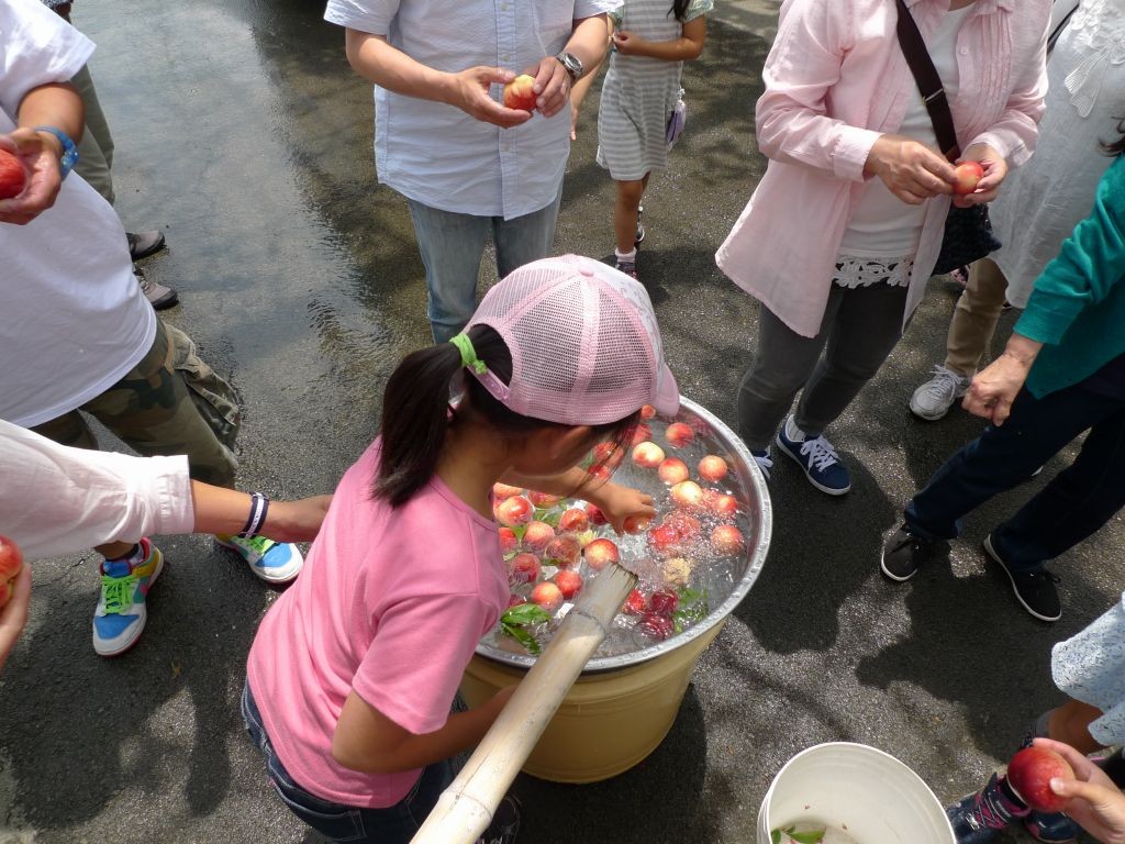 山梨 勝沼 さくらんぼ狩り もも食べ放題 甲斐古園