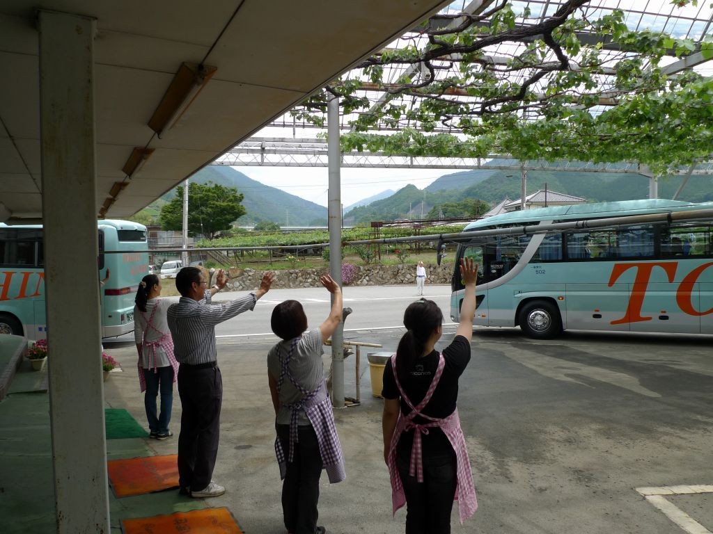 山梨 勝沼 さくらんぼ狩り 甲斐古園