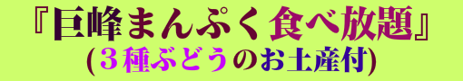 巨峰まんぷく食べ放題（３種ぶどうのお土産付）